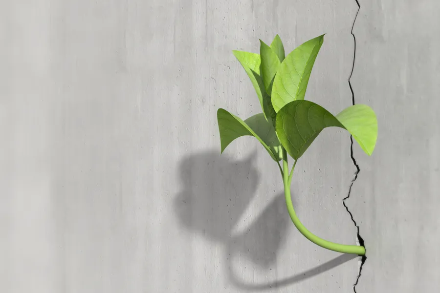 En plante med blader
